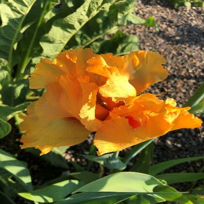 ジャーマン・アイリス