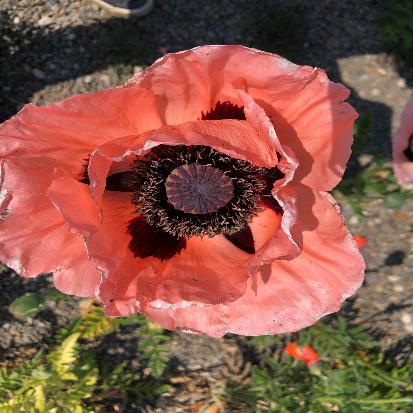 オリエンタルポピー