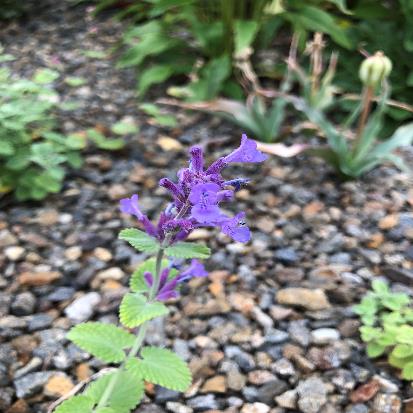 ブルーキャットミント