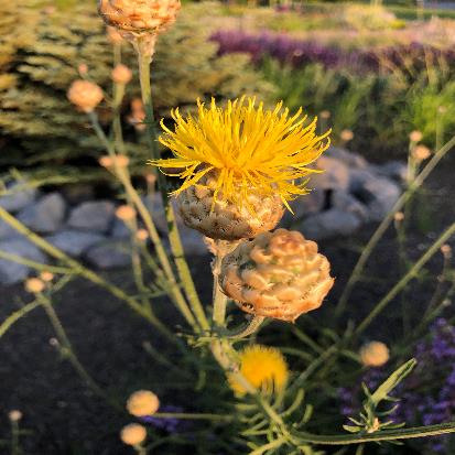 宿根ヤグルマギク