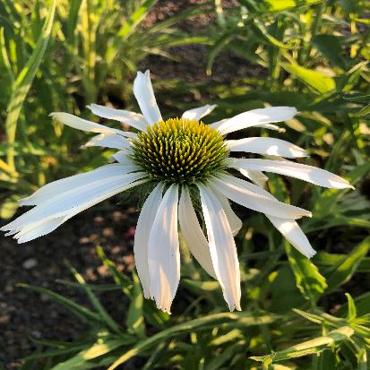 ムラサキバレンギク