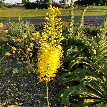 エレムルス・イサベリヌス‘クレオパトラ’