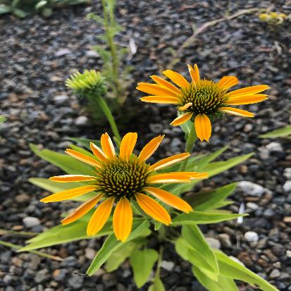 ムラサキバレンギク