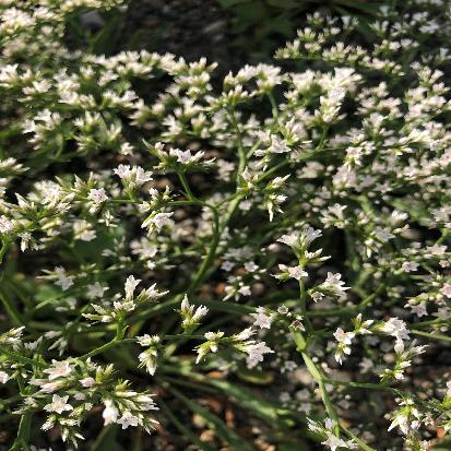 ゴニオリモン・コリナム‘シースプレイ’