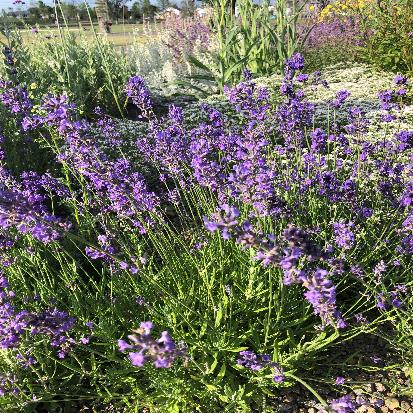 イングリッシュラベンダー