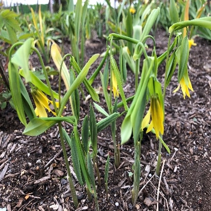 ウウラリア・グランディフロラ