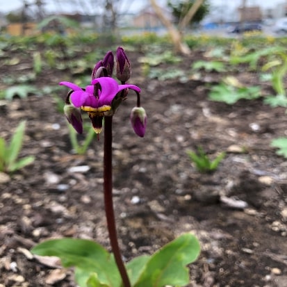 カタクリモドキ