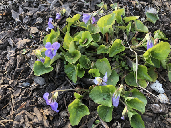 タチツボスミレ