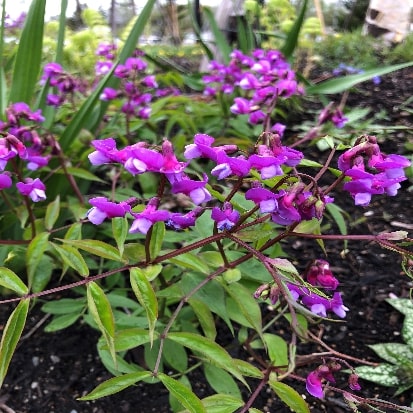 ツルナシレンリソウ