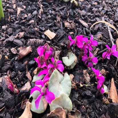 原種シクラメン