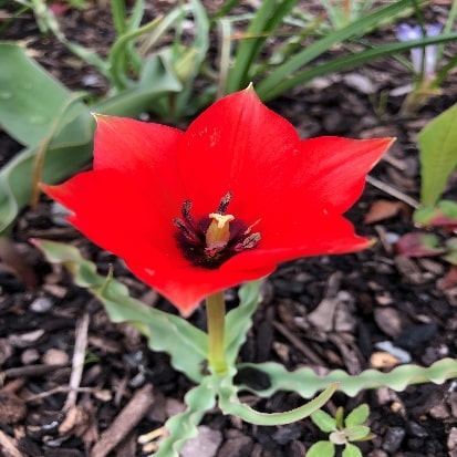 原種系チューリップ