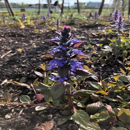 セイヨウジュウニヒトエ