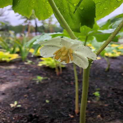 アメリカハッカクレン