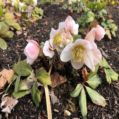 ﻿カンシャクヤク