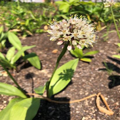 ギョウジャニンニク