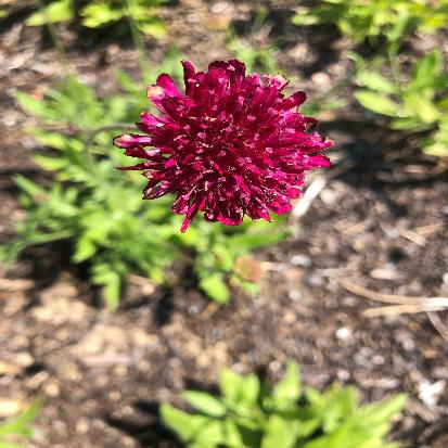 アカバナマツムシソウ