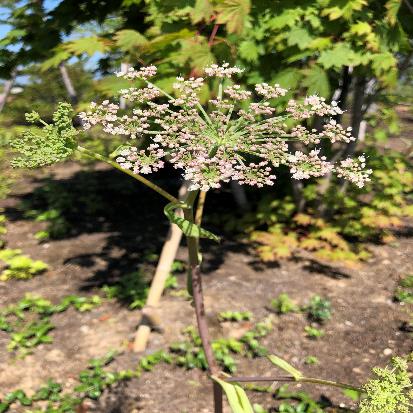 マルバアマニュウ