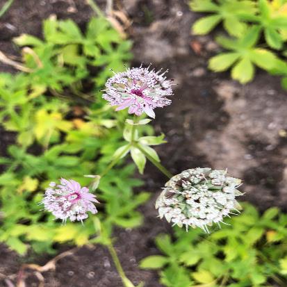 アストランティア・マヨル‘アルバ’