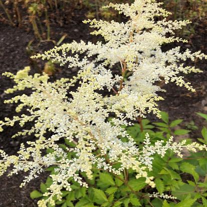 アワモリショウマ