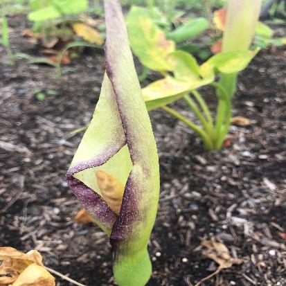 アルム・イタリクム