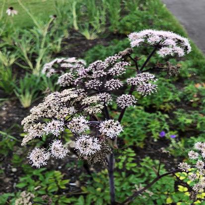 セイヨウトウキ