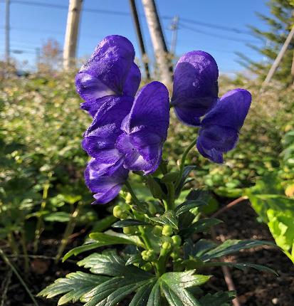 アコニツム・カルミカエリイ‘アレンジイ’