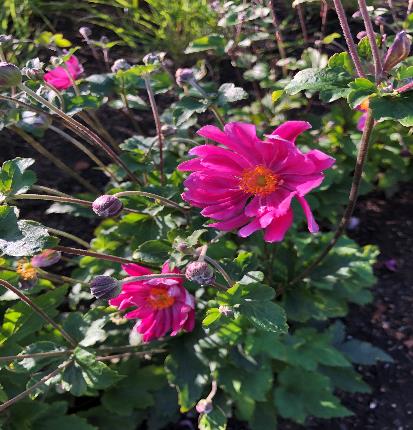 シュウメイギク