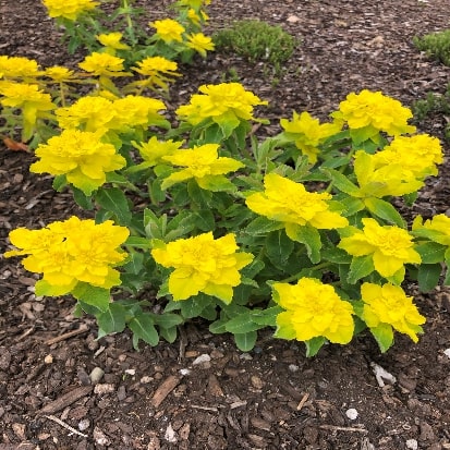 ﻿トウダイグサ