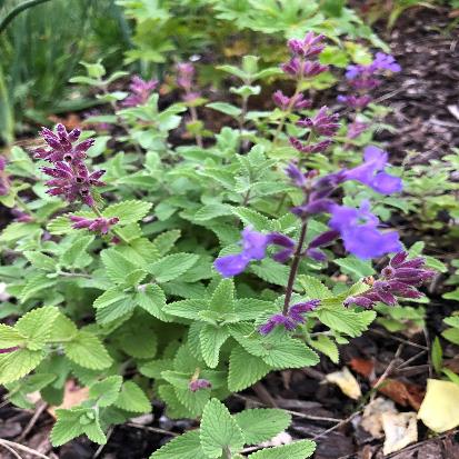 ブルーキャットミント