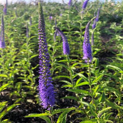 セイヨウルリトラノオ