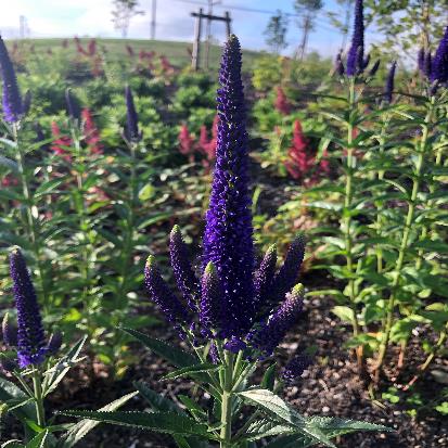 セイヨウルリトラノオ