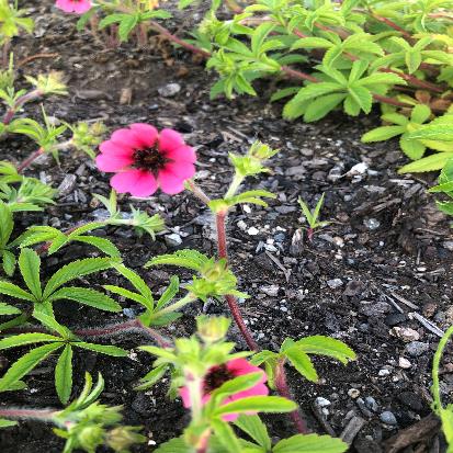 ベニバナロウゲ