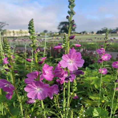 キンゴジカモドキ