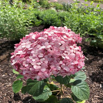 ピンクアナベル