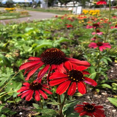 ムラサキバレンギク