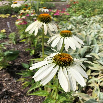 ムラサキバレンギク