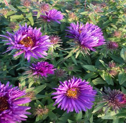 ニューイングランドアスター