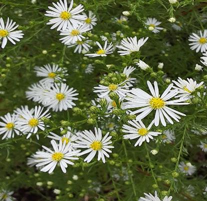 シュッコンアスター