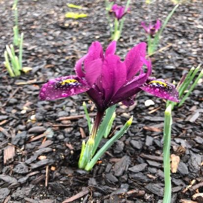 ﻿ミニアイリス