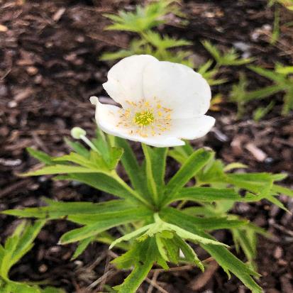 フタマタイチゲ