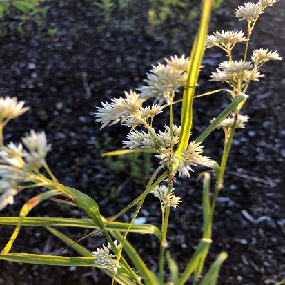 ルズラ・ニベア