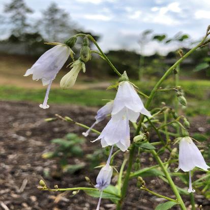 モイワシャジン