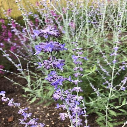 ロシアンセージ