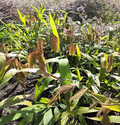 アメリカコバンソウ