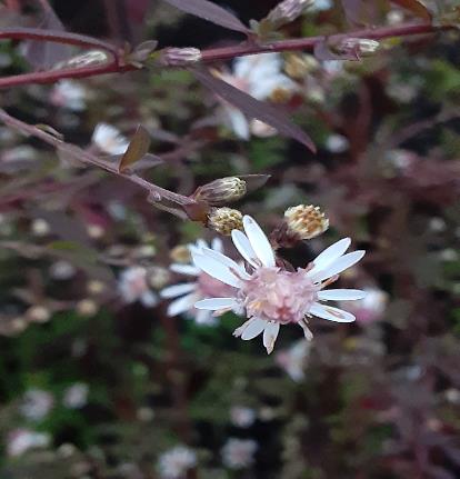アスター・ラテリフロルス ‘レディ インブラック’