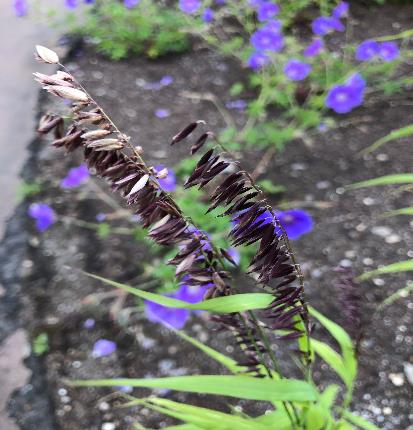 メリカ・アルティッシマ　‘アトロプルプレア’