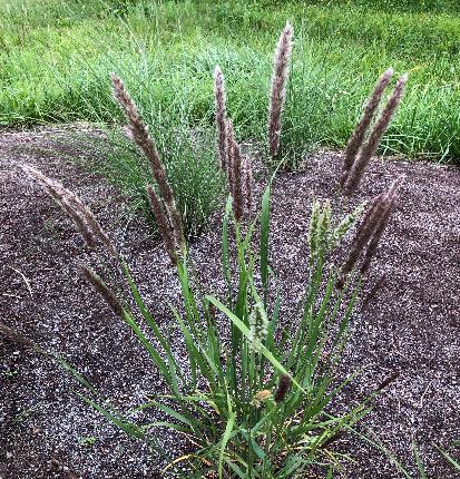 メリカ・キリアタ